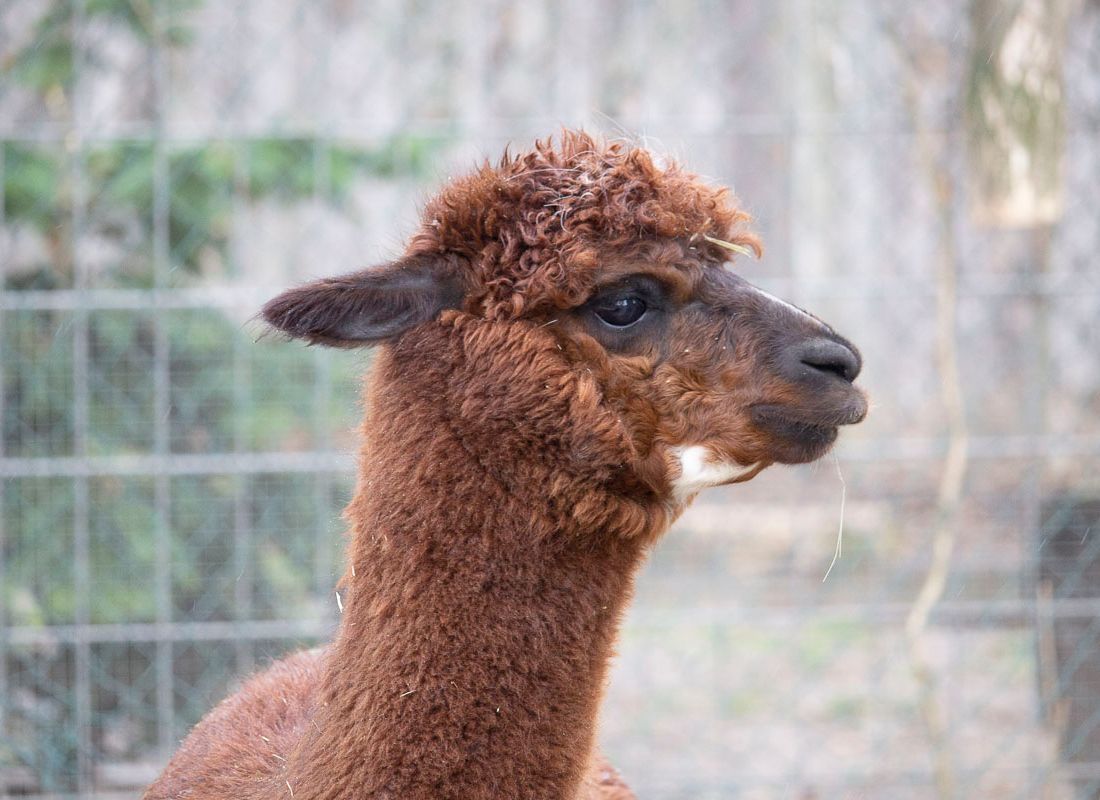 Klein- und Huftierwelt vom Tierpark Bad Kösen