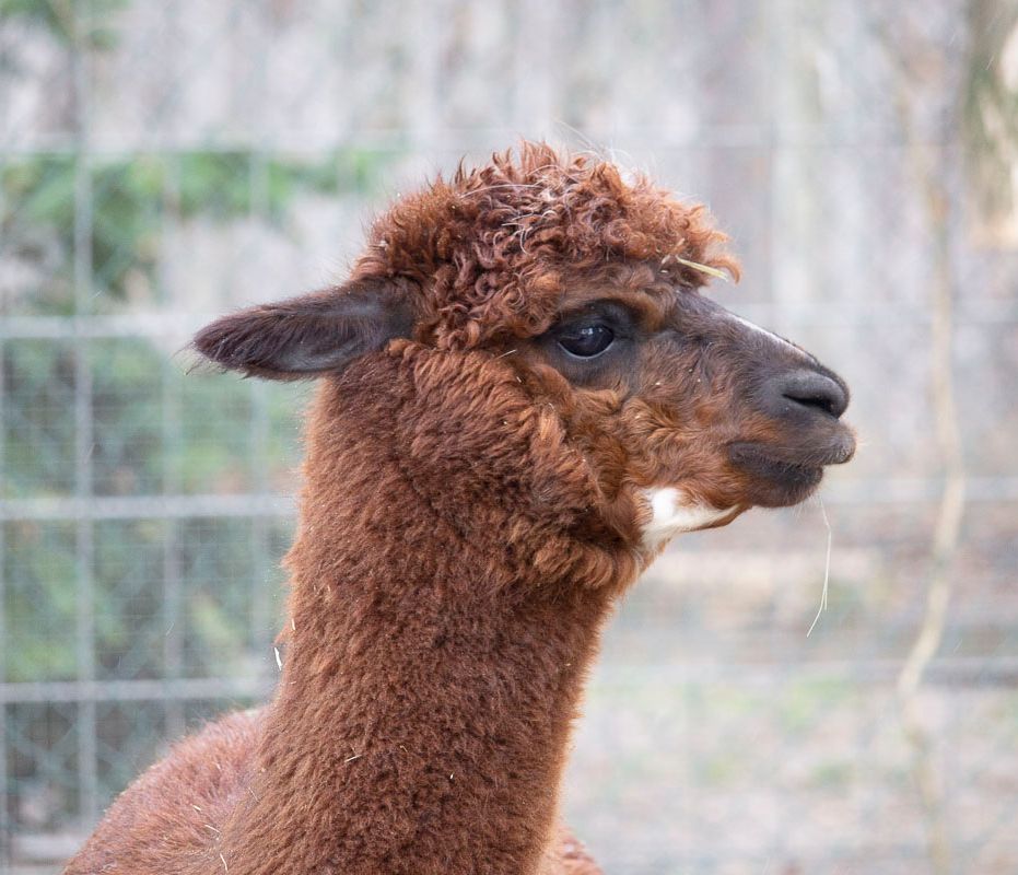 Klein- und Huftierwelt vom Tierpark Bad Kösen