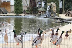 Vogelwelt vom Tierpark Bad Kösen