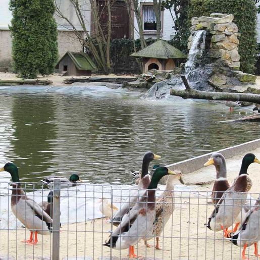 Vogelwelt vom Tierpark Bad Kösen