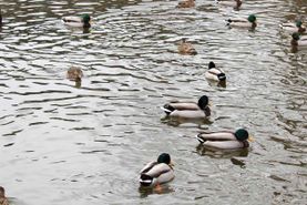 Vogelwelt vom Tierpark Bad Kösen