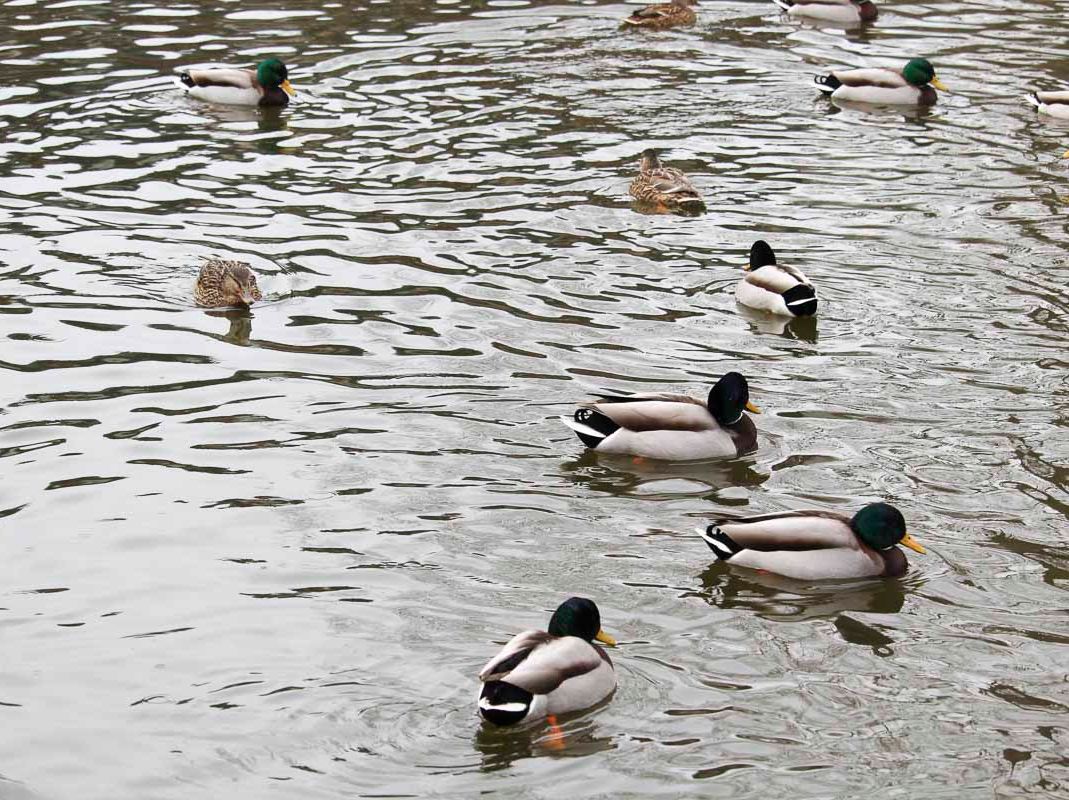 Vogelwelt vom Tierpark Bad Kösen